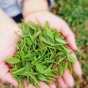 出售纯正海青茶