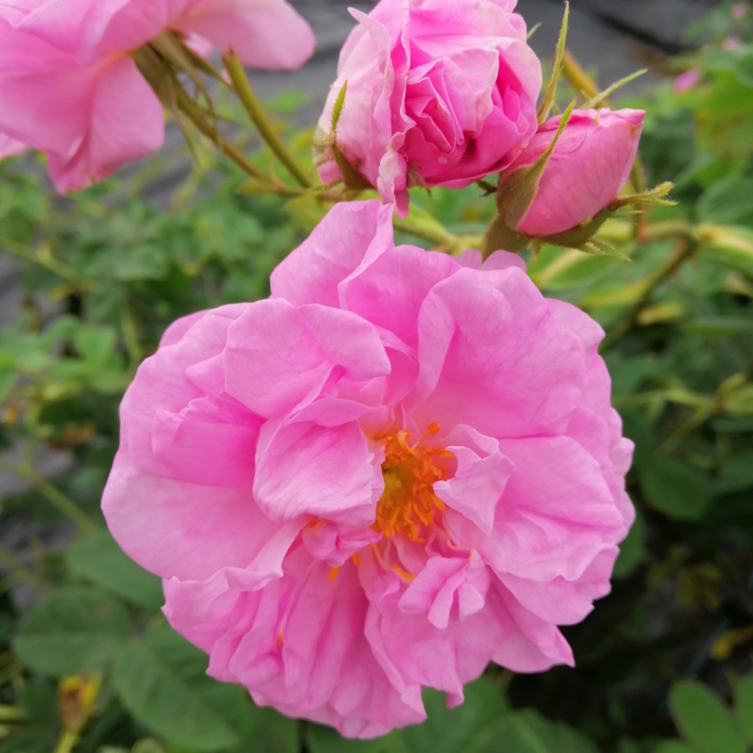 傲娇的小姐姐82