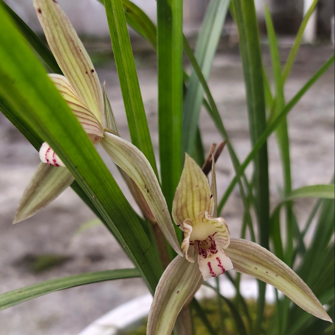 什么名字难的弄