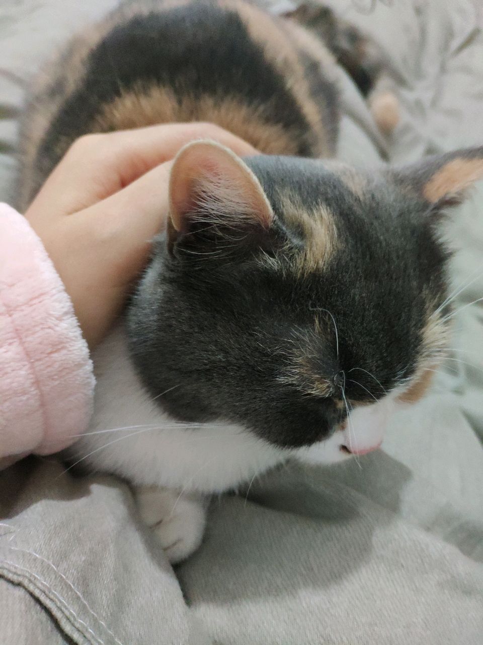 土黄色的排钱树属