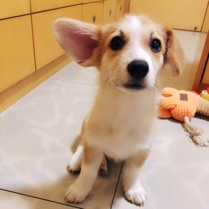 轻财律己量宽身先