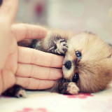 有文化水蜜桃微笑