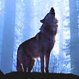 喘气中的夜明猪