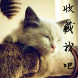 菩提树下的猫