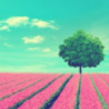 爱吃手撕茄子的夏莉