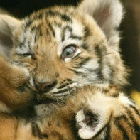 萝卜地里的兔子