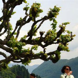 爱吃肉夹馍的风云人物