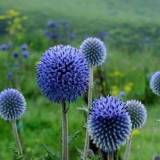 爱吃洋葱鱼饼的鸢尾