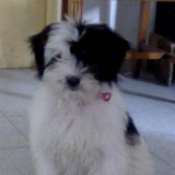 桔红色的丑柑色的