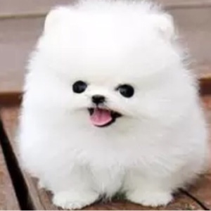 紫罗兰色的乌头