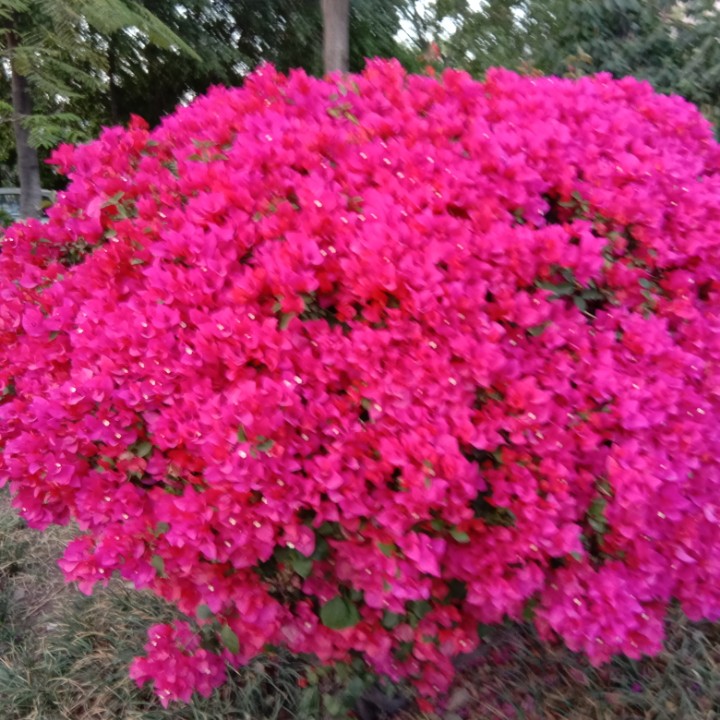 吻你一万年可以