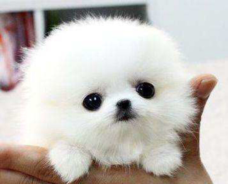 爱吃香拌藕片的处女座