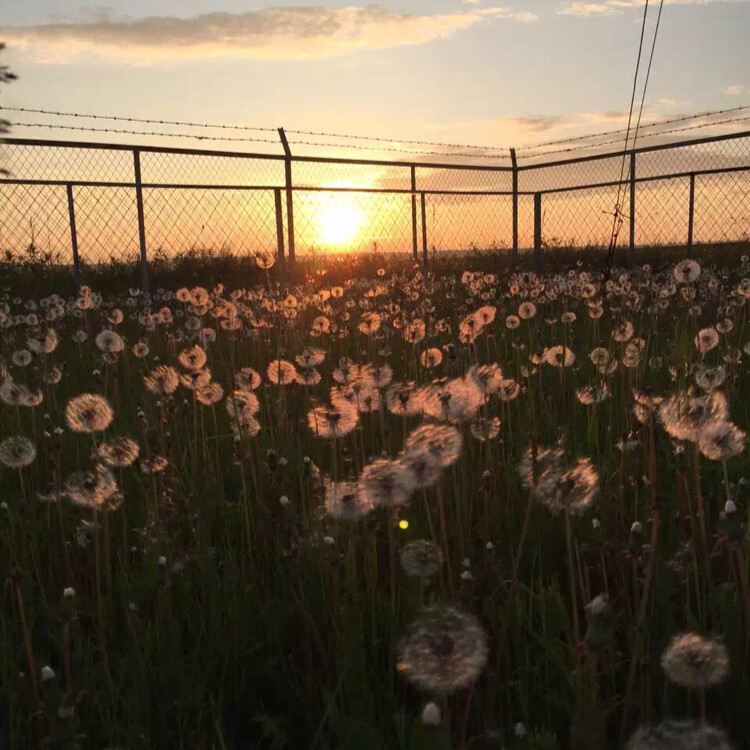 尼古拉斯小爱妃呀