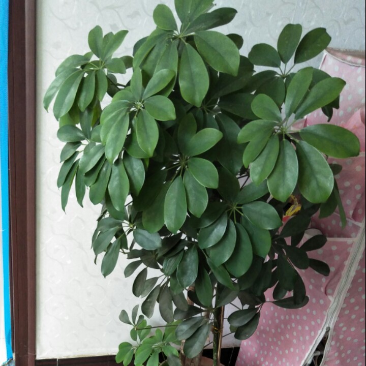 流年似水，初梦依旧