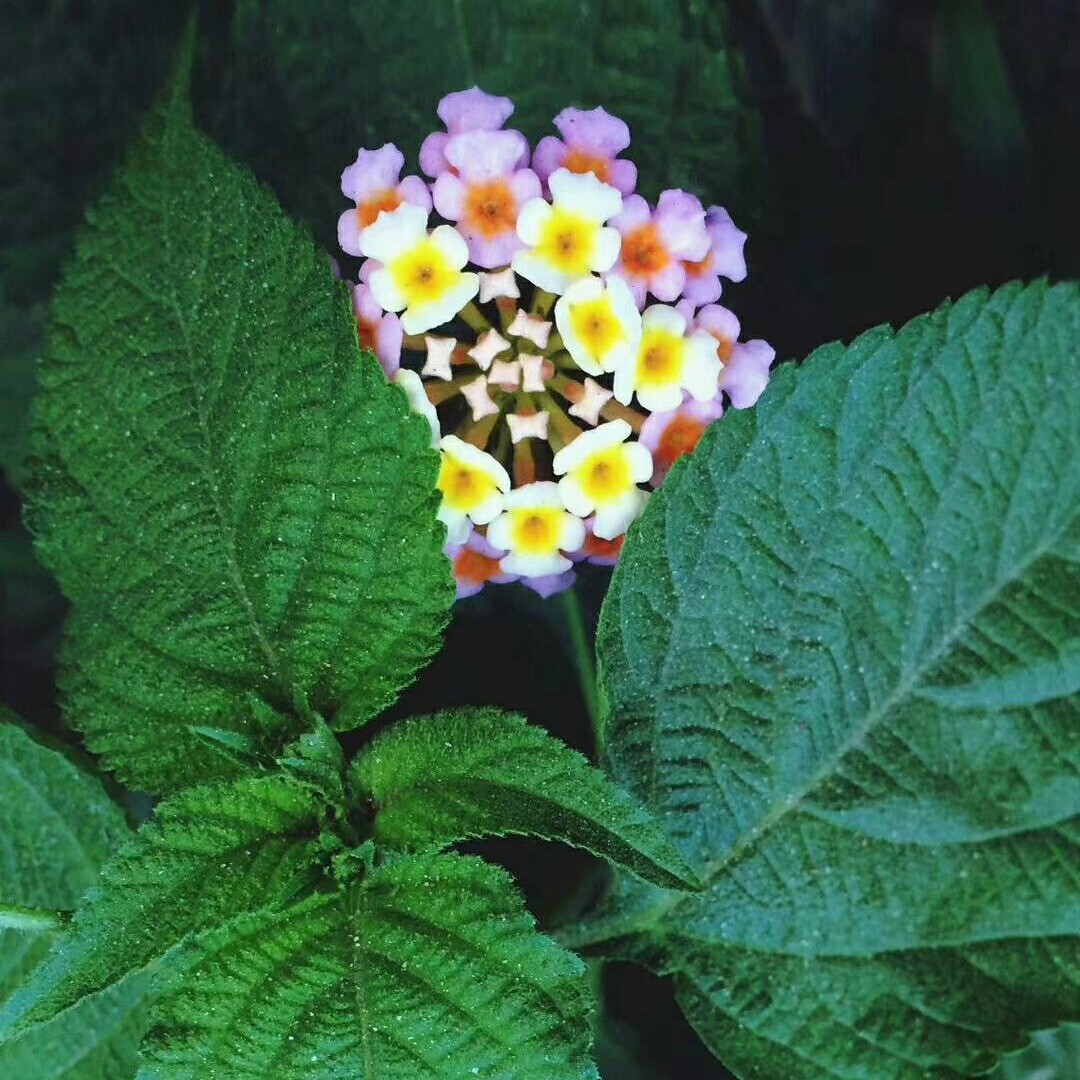 买一大堆,我看行