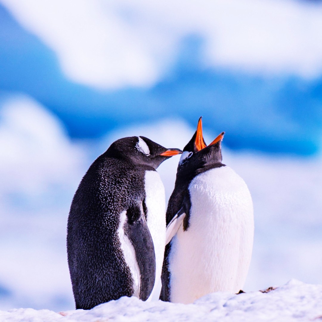 爱吃炒小鱼干的巧克力