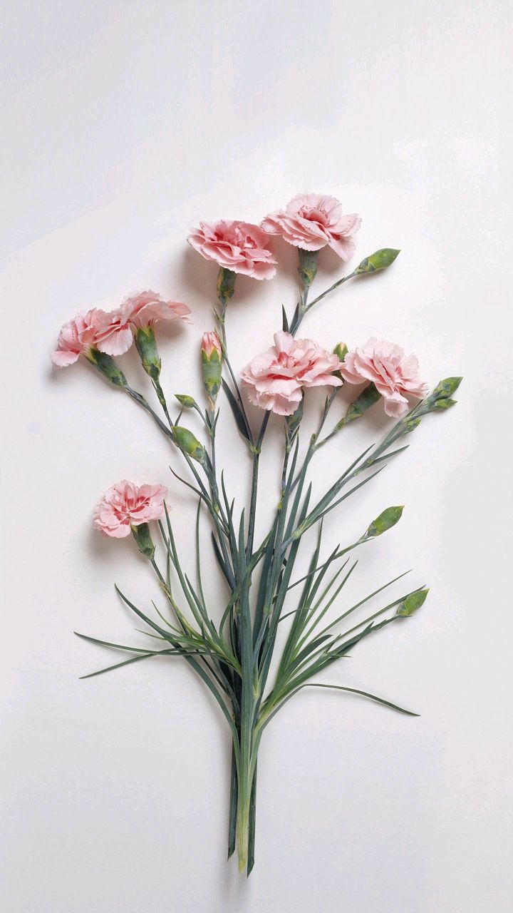 棕黄的维蒂奇诺