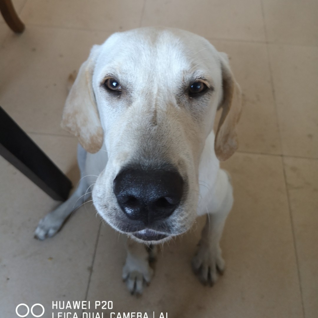 太阳是一把金梭