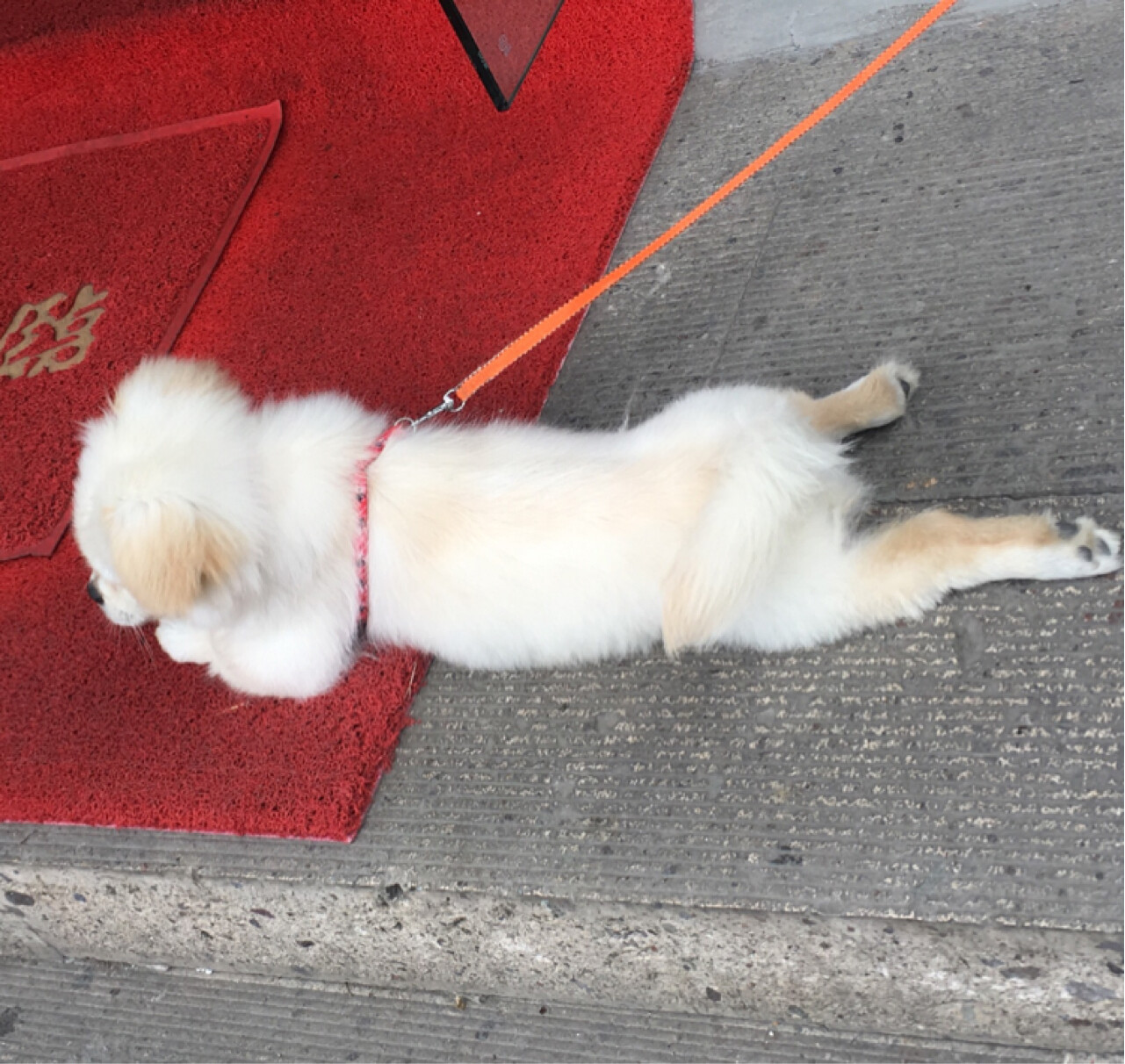 太厉害九狸易茜