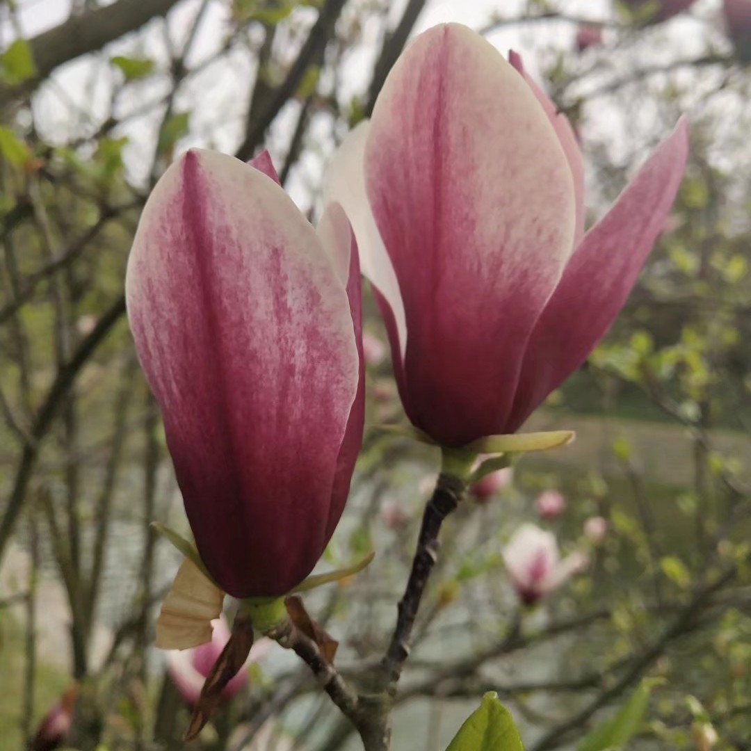 家有神兽脑壳疼