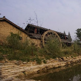 银灰的东亚羊茅20