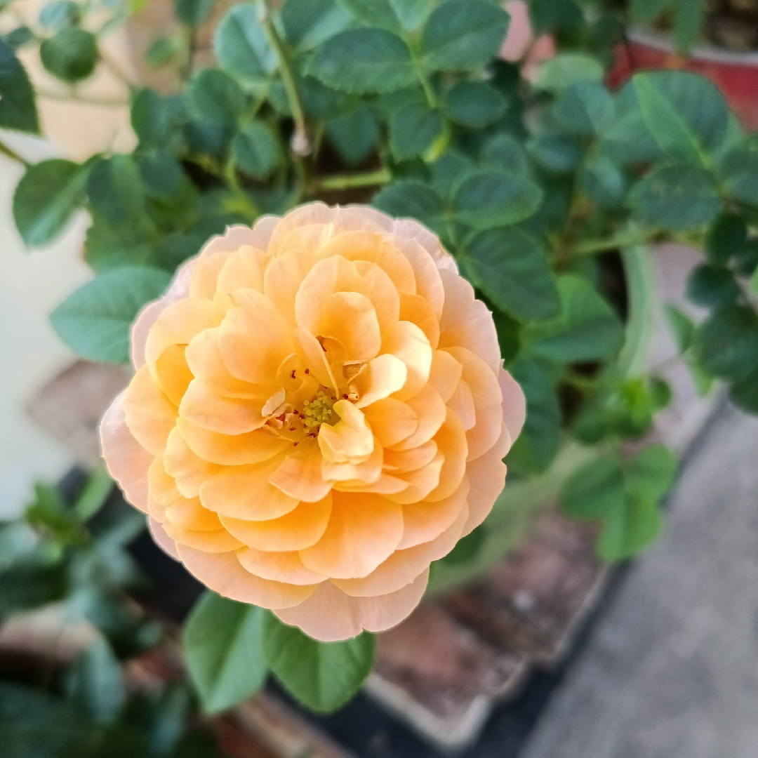 你是我的优乐美