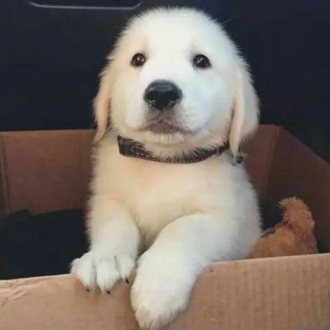 我有一只大暖汪、