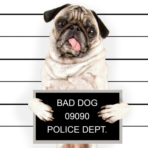 爱你不是为了去如家/