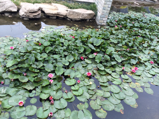 爱吃鱼肠蛋的小白