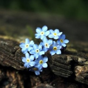 我爱猪猪我爱兔兔