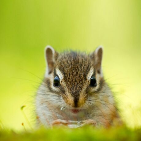 爱吃灯影薯片的发福蝶