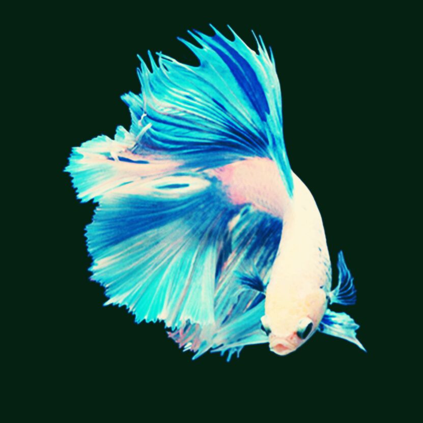 败家爷们爱夸人