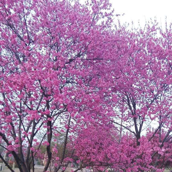 静心＊让微笑更灿烂