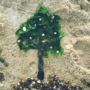 爱吃橙味瓜条的银杏索儿