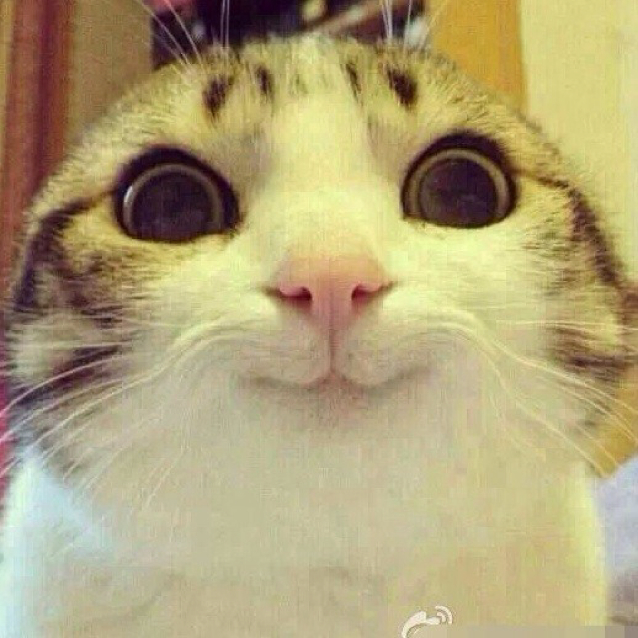 浪迹天涯的裤衩123