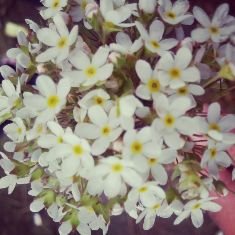 紫水晶色的赤糯一号