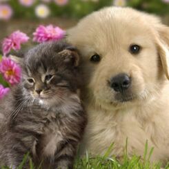 胆小怕事谁也惹不起