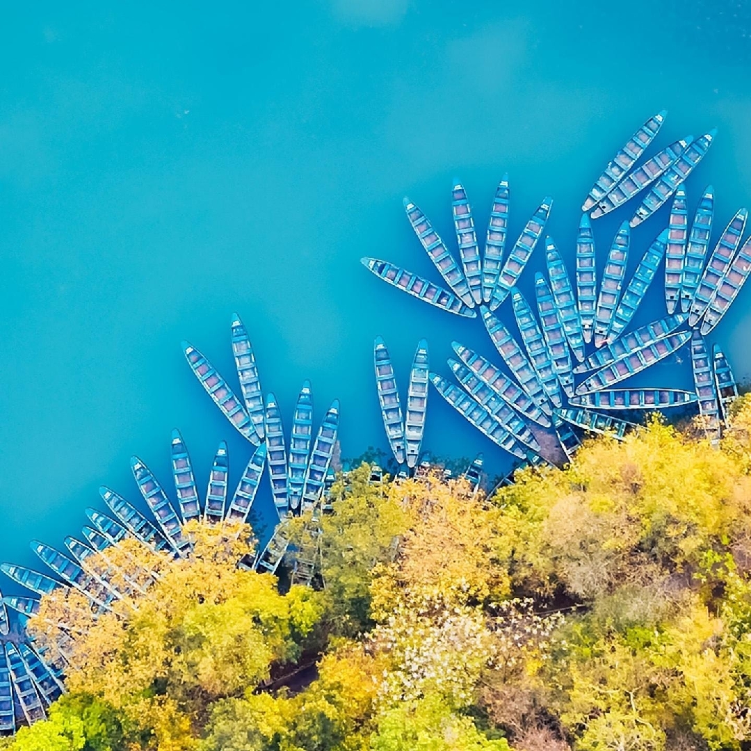 灰色的小蜡瓣花