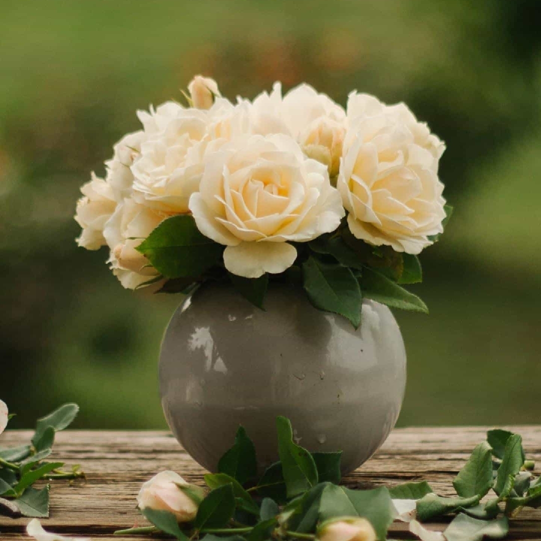 淡绿的风轮菜属