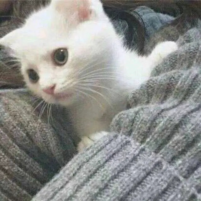 可笑的爱情神话1