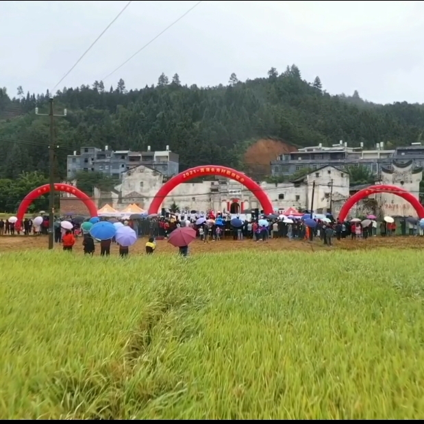 深黄色的乔松1711