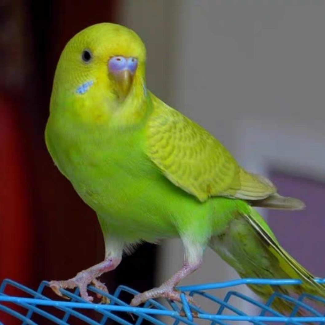 一只海洋小鹦鹉