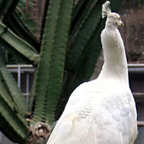 风中摇曳的落叶2