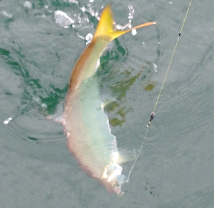 粉扑扑的三宜城二