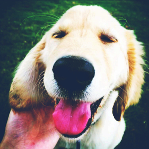 麻辣烫是条狗哈哈