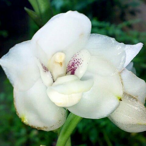 杏黄色的丑梨轩轩