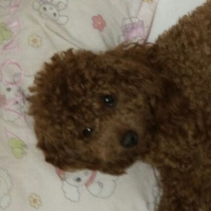 橙色的曲芒发草