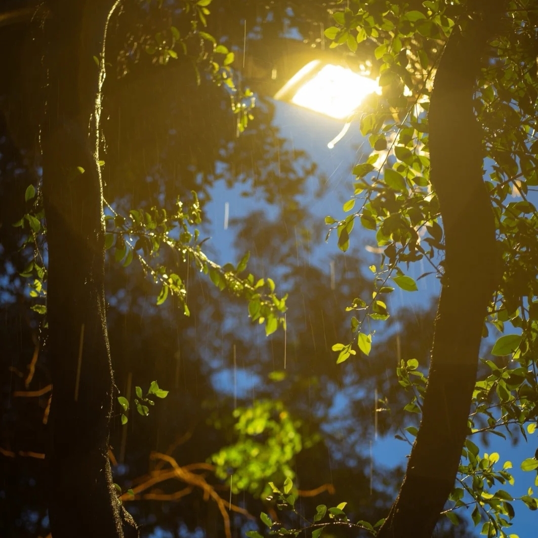 买东西的小小鱼