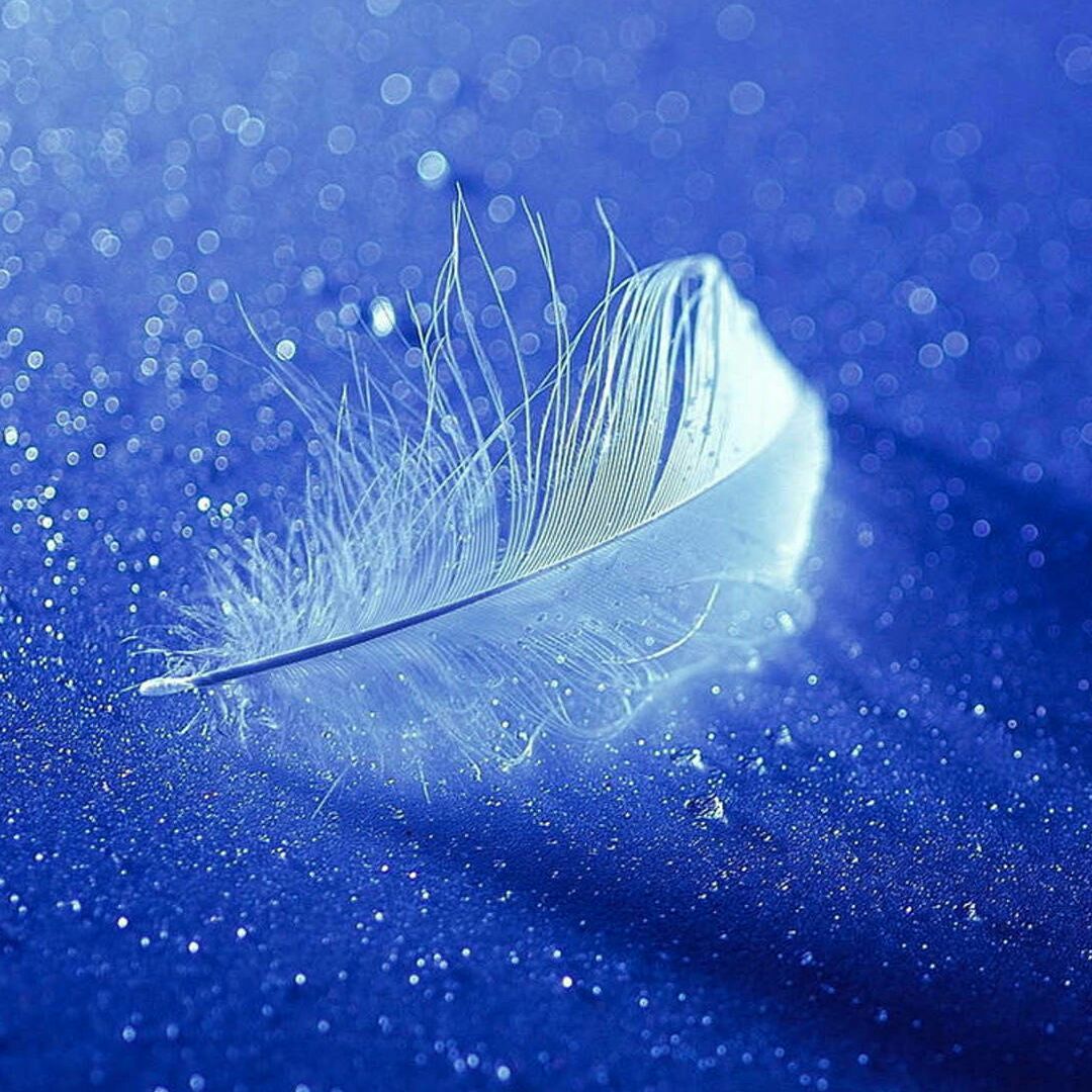 爱吃枣夹核桃的南笙