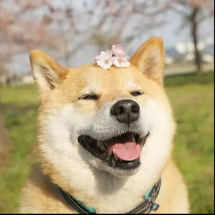 杏黄色的小粒薹草